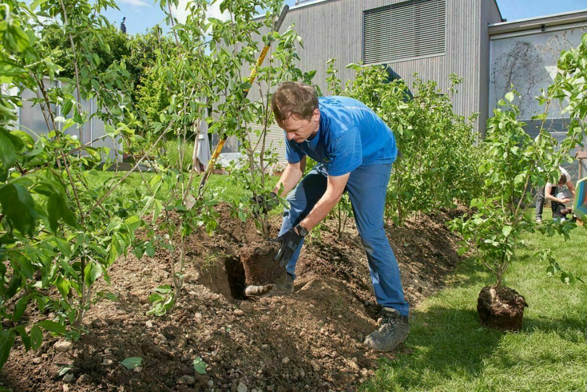 Freie Lehrstelle Als Gartner In Efz Garten Und Landschaftsbau